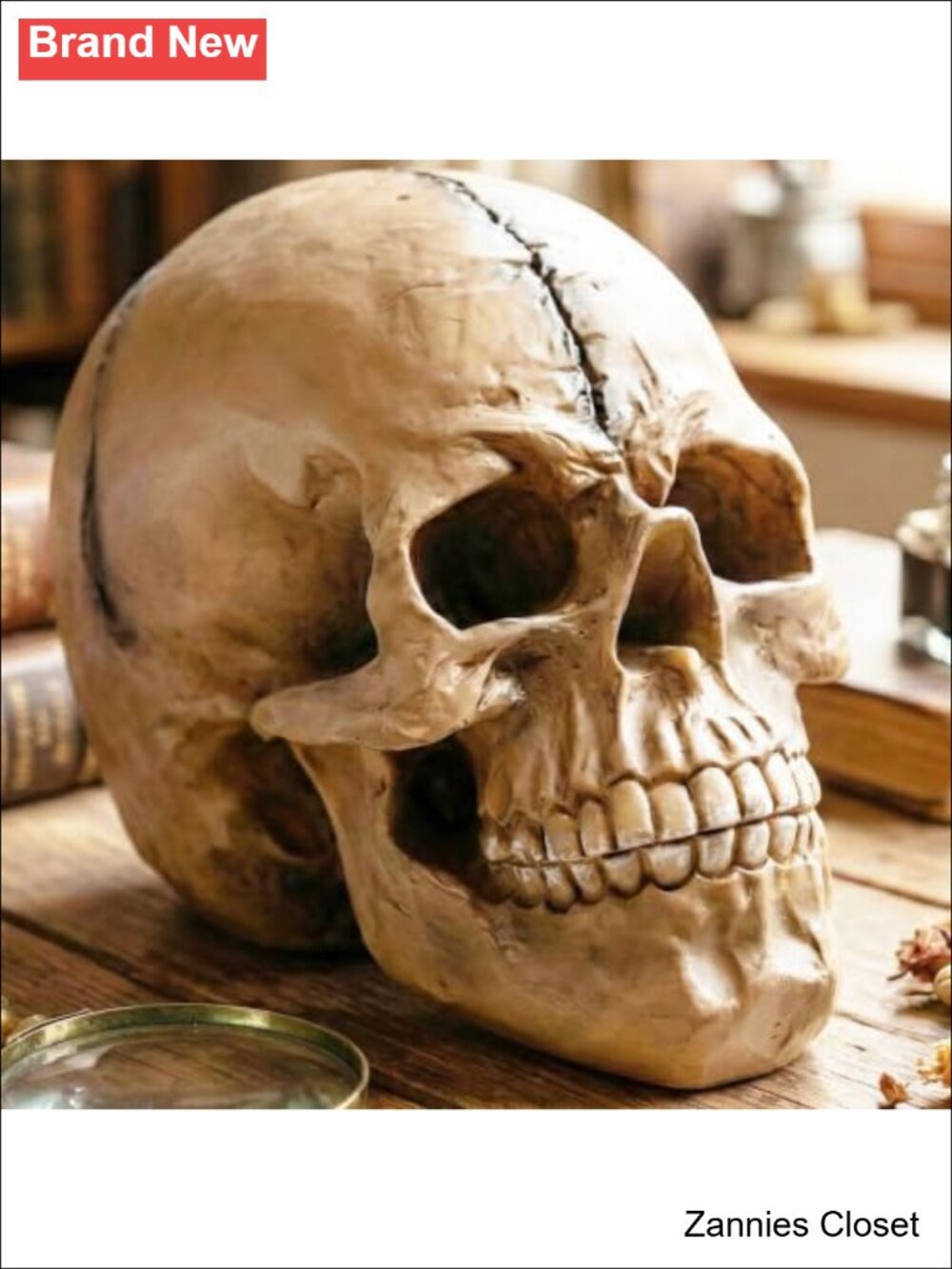 👻 Life Size Realistic Human Skull Statue Polyresin Halloween Decor 8.5in